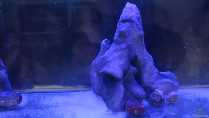 Dekoration im Aquarium Sand - und Freiwasserzone im Tanganjikasee von Miriam (15)