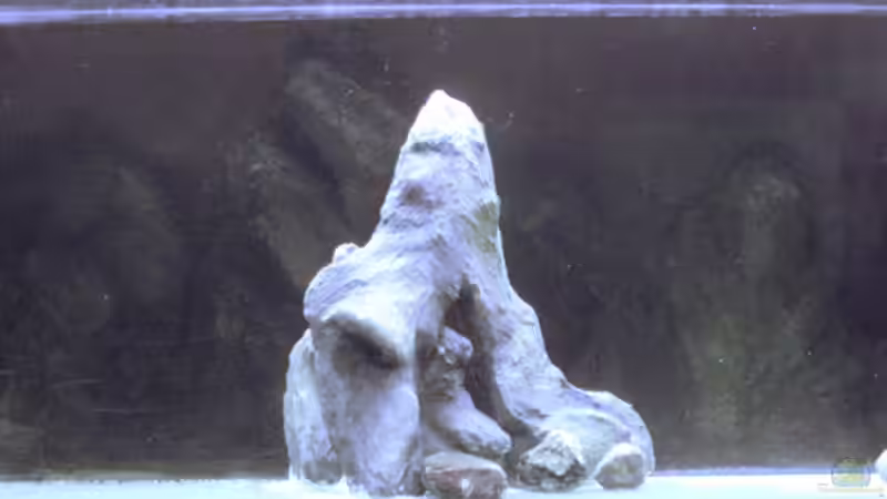 Dekoration im Aquarium Sand - und Freiwasserzone im Tanganjikasee von Miriam (16)