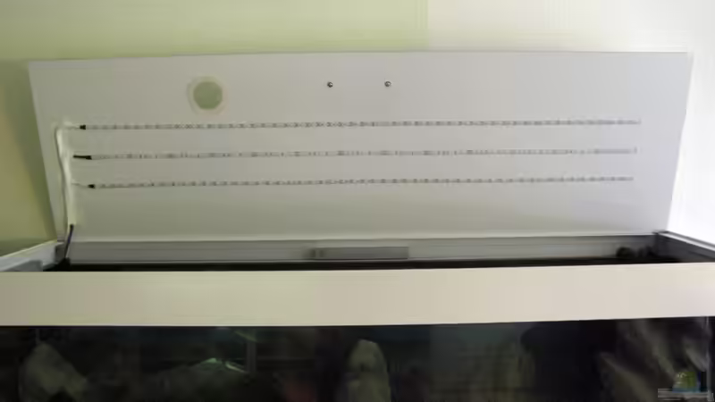 Dekoration im Aquarium Sand - und Freiwasserzone im Tanganjikasee von Miriam (22)