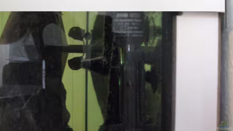 Dekoration im Aquarium Sand - und Freiwasserzone im Tanganjikasee von Miriam (23)