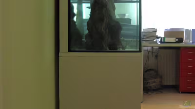 Dekoration im Aquarium Sand - und Freiwasserzone im Tanganjikasee von Miriam (24)