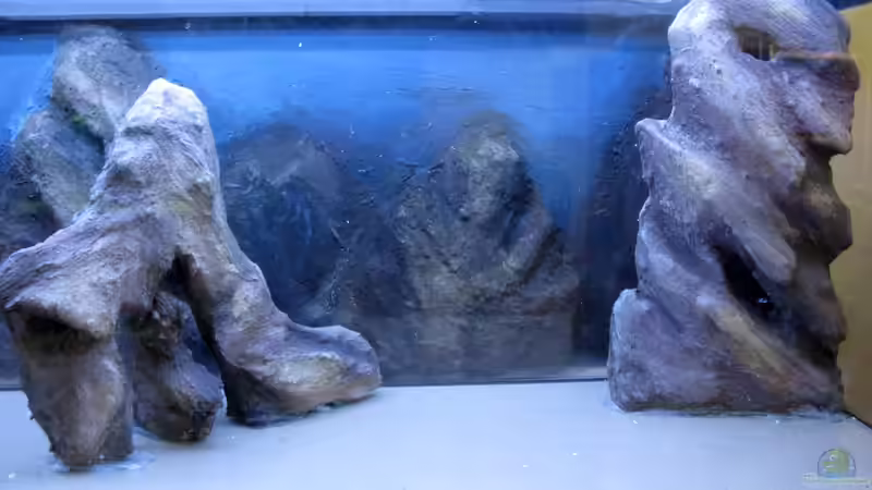 Dekoration im Aquarium Sand - und Freiwasserzone im Tanganjikasee von Miriam (25)