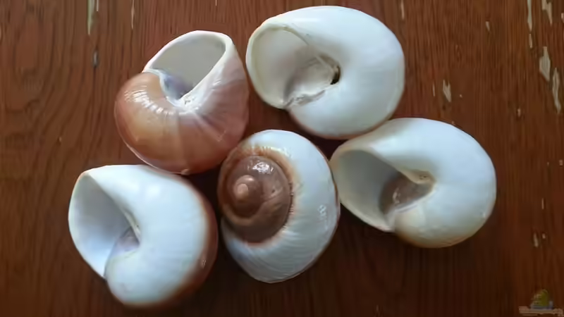 Dekoration im Aquarium Sand and Shells von Bitman (7)