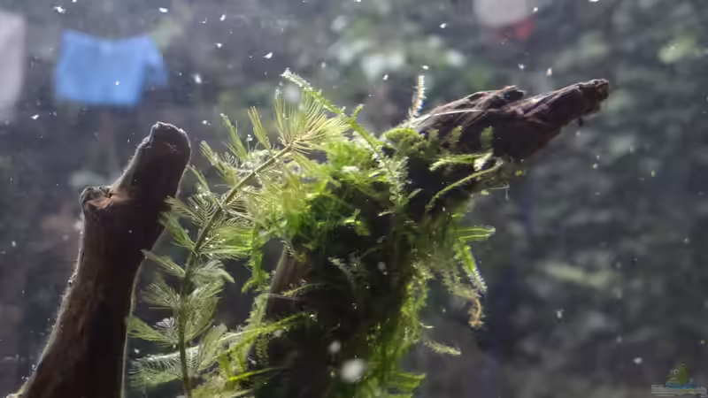 Dekoration im Aquarium Sanddrachen von paris (27)