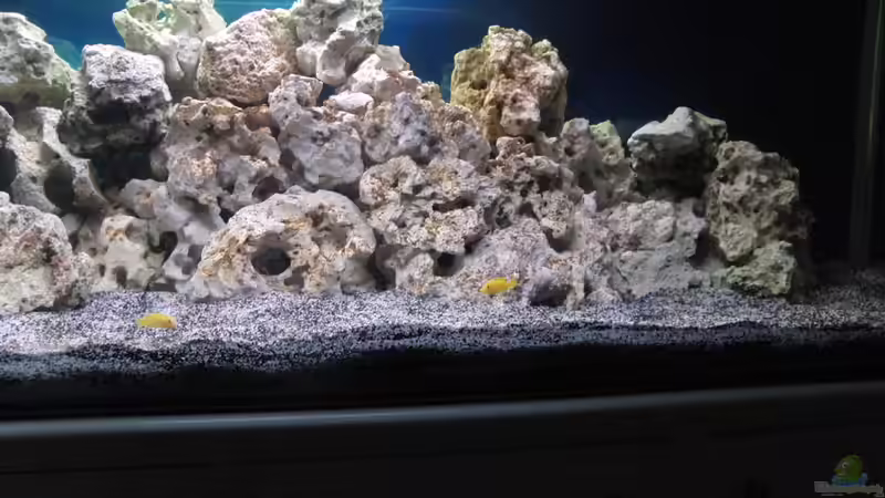Dekoration im Aquarium Saulosi Artenbecken(existiert nicht mehr) von Miese97 (11)