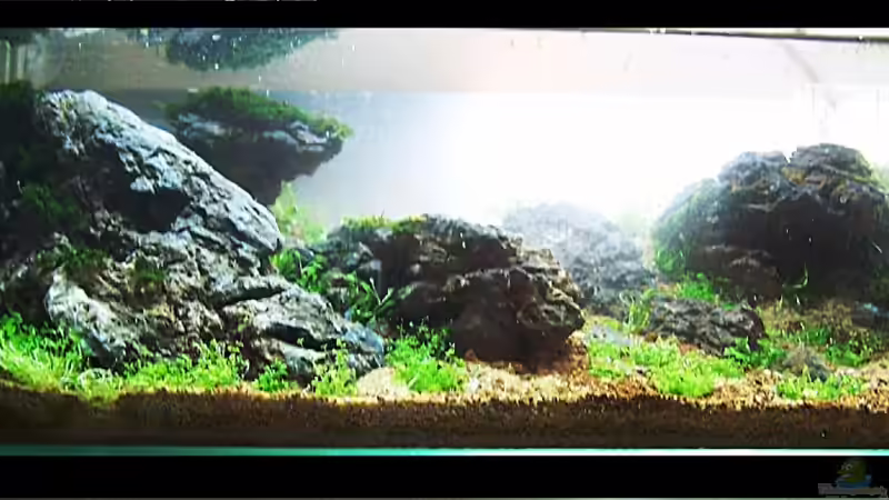 Dekoration im Aquarium Scarface von Fredo Fuss (4)