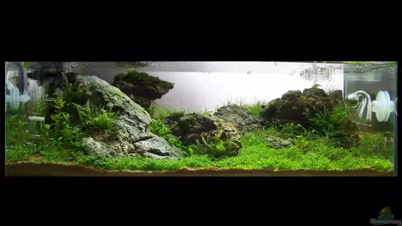 Dekoration im Aquarium Scarface von Fredo Fuss (5)