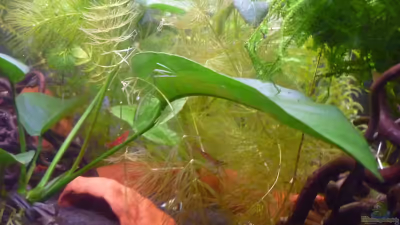 Dekoration im Aquarium Scarlet`s Home (aufgelöst) von Rootsman (14)