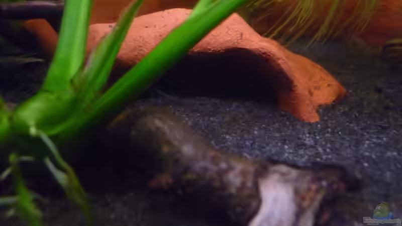 Dekoration im Aquarium Scarlet`s Home (aufgelöst) von Rootsman (15)