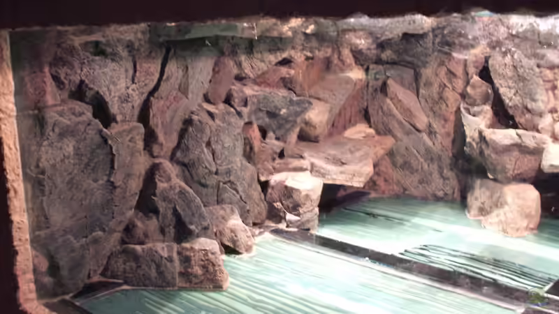 Dekoration im Aquarium schauanlage von o.m. (5)