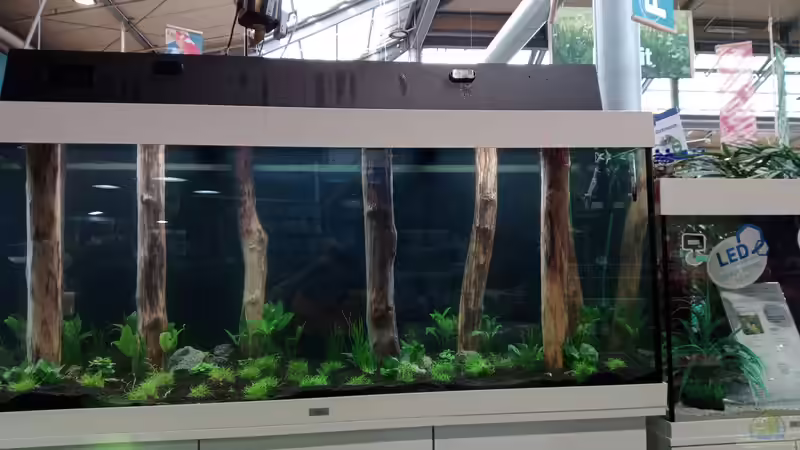 Dekoration im Aquarium Schaubecken / Hornbach Weserpark von Torsten Bullmahn (37)