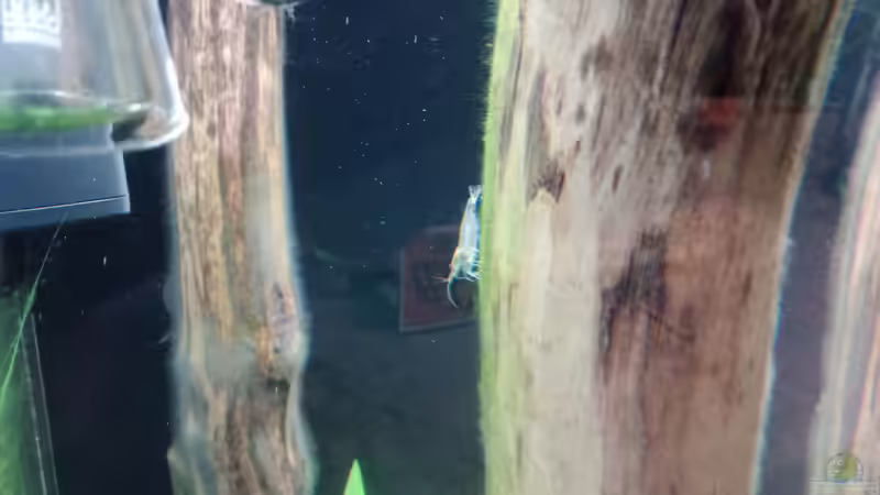 Dekoration im Aquarium Schaubecken / Hornbach Weserpark von Torsten Bullmahn (39)