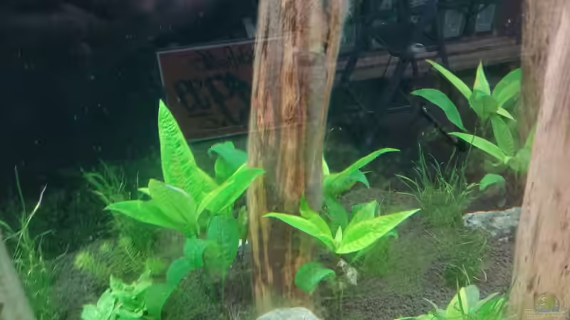 Dekoration im Aquarium Schaubecken / Hornbach Weserpark von Torsten Bullmahn (41)