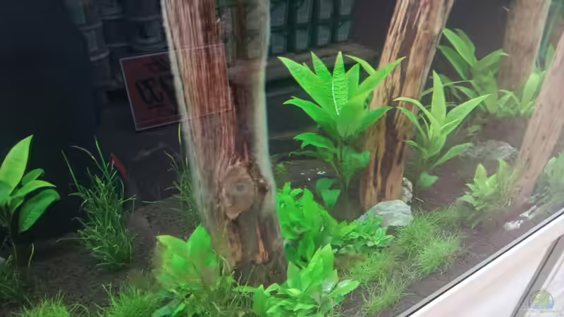 Dekoration im Aquarium Schaubecken / Hornbach Weserpark von Torsten Bullmahn (43)