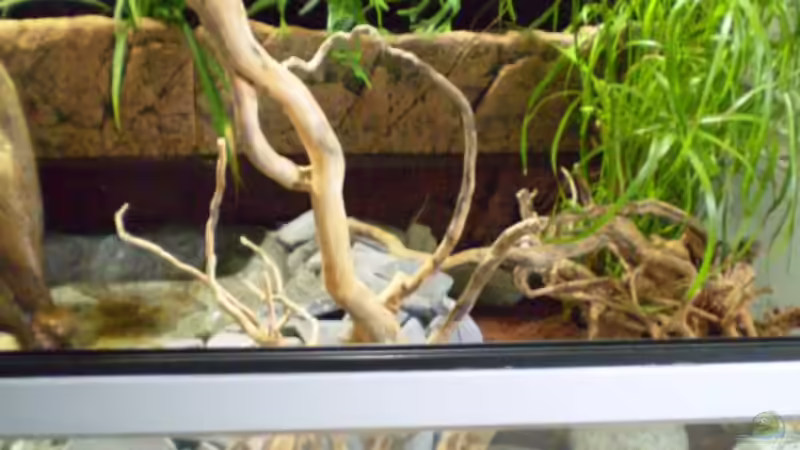 Dekoration im Aquarium Schlammspringer-Paludarium von Kulleraugen-Fan (19)