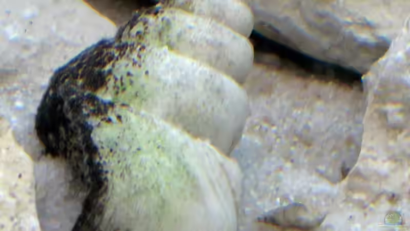 Dekoration im Aquarium Schneckenbuba von Maclya (13)