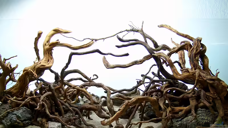 Dekoration im Aquarium Schulaquarium von Fredo Fuss (4)