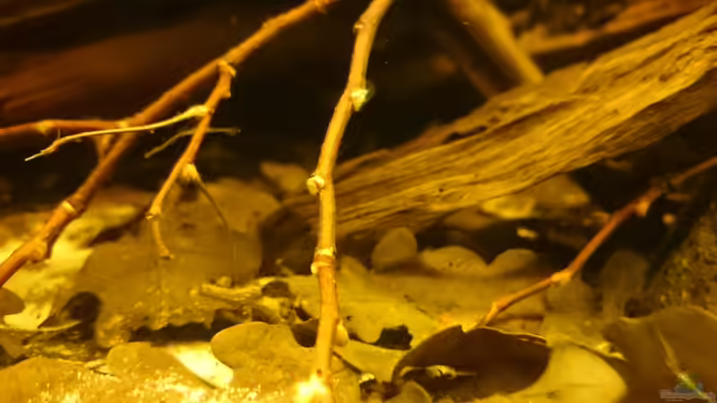 Dekoration im Aquarium Schwarzwasser-Biotop von David Hartleib (10)