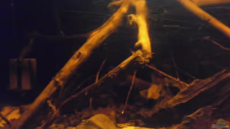 Dekoration im Aquarium Schwarzwasser-Biotop von David Hartleib (7)