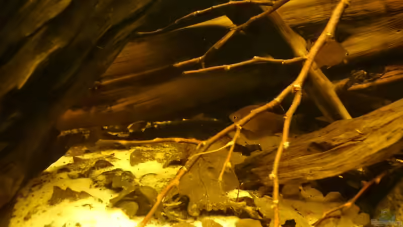 Dekoration im Aquarium Schwarzwasser-Biotop von David Hartleib (8)