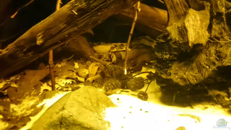 Dekoration im Aquarium Schwarzwasser-Biotop von David Hartleib (9)