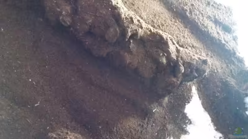 Dekoration im Aquarium Schwarzwasserhabiat mit aufgesetzer Pflanzenwelt von Sebastian Müller (34)