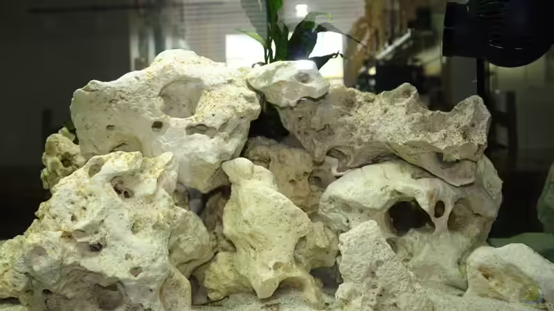 Dekoration im Aquarium Schwichtis Mbuna Tank von schwichti (7)