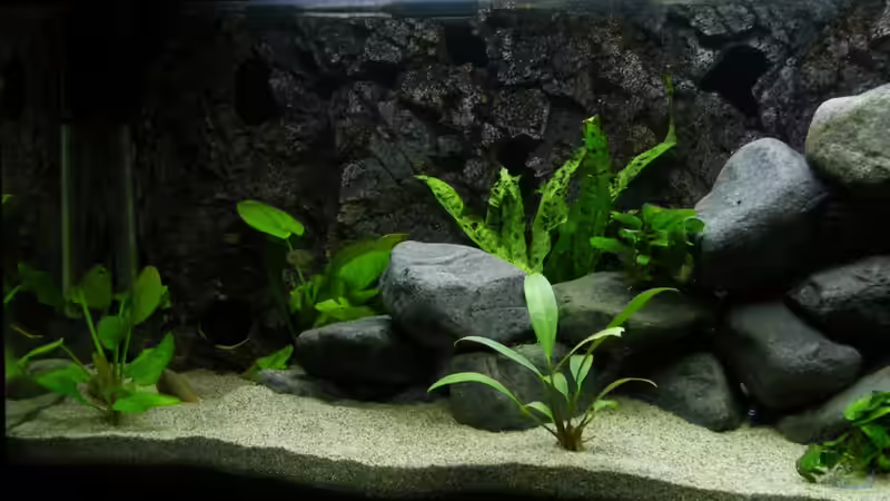 Dekoration im Aquarium Second chance von Zerta (5)