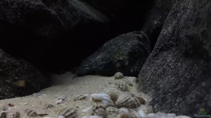 Dekoration im Aquarium See der Sterne von Philipp Böhme (31)