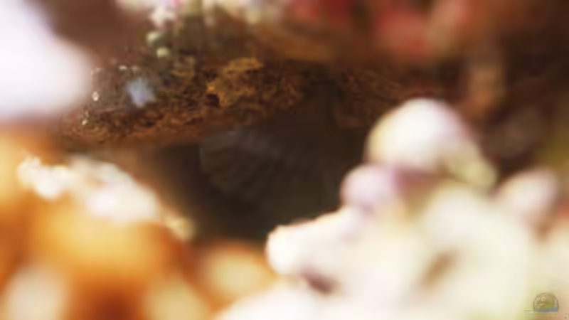 Dekoration im Aquarium Seewasser von Cichlid Power (14)