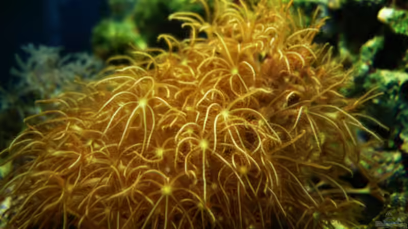 Dekoration im Aquarium Seewasser von Cichlid Power (15)