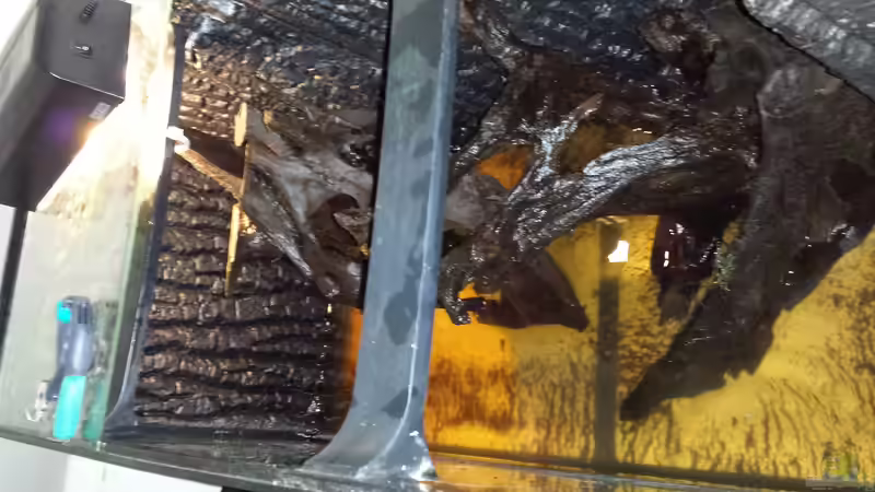 Dekoration im Aquarium Serrasalmus - the one and lonely von NRW (22)