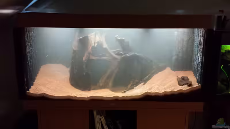 Dekoration im Aquarium Serrasalmus - the one and lonely von NRW (24)