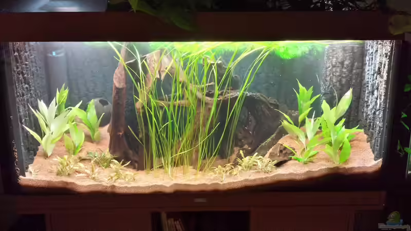 Dekoration im Aquarium Serrasalmus - the one and lonely von NRW (25)