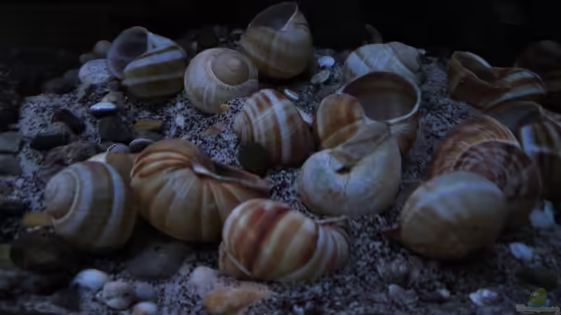 Dekoration im Aquarium simileri Reich von similis (26)