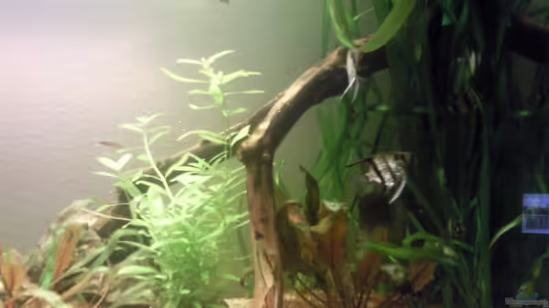 Dekoration im Aquarium Skalar Bottich von Skalarfreak (10)