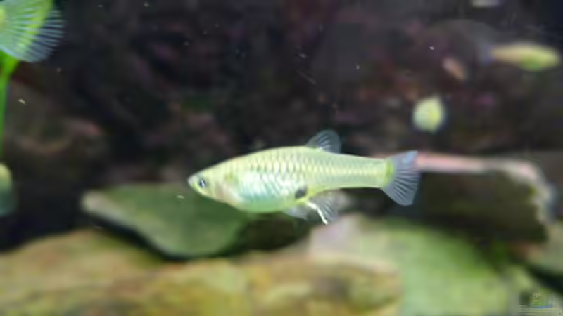 Dekoration im Aquarium Snake skin Endler Aquarium von Lukas Szewczyk (6)