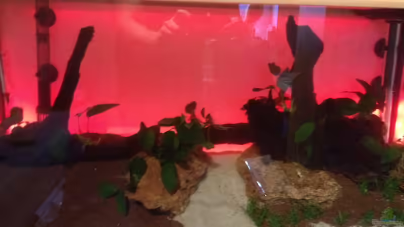 Dekoration im Aquarium South-America-Landscape von spanky_cruz (18)