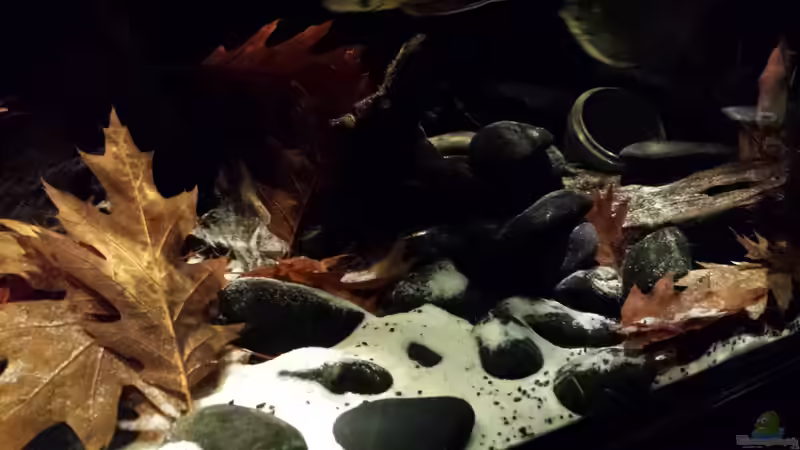 Dekoration im Aquarium Southamerican wood von NRW (22)