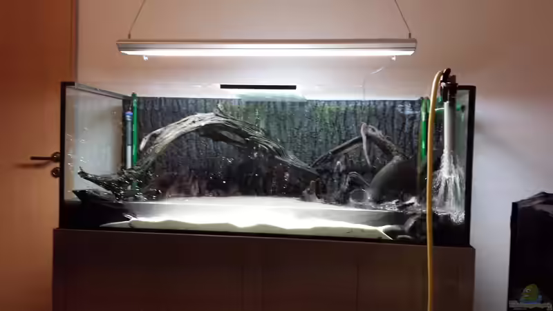 Dekoration im Aquarium Southamerican wood von NRW (27)