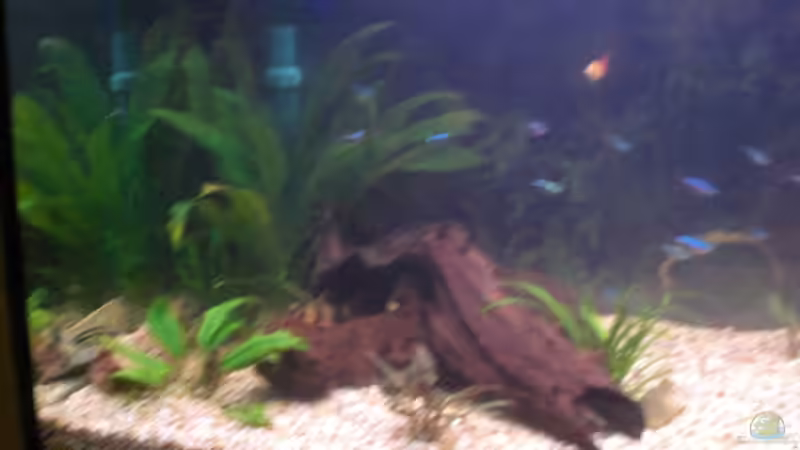 Dekoration im Aquarium Spirit of Inspiration! von ActionJackson (18)