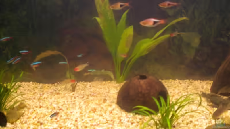 Dekoration im Aquarium Spirit of Inspiration! von ActionJackson (19)