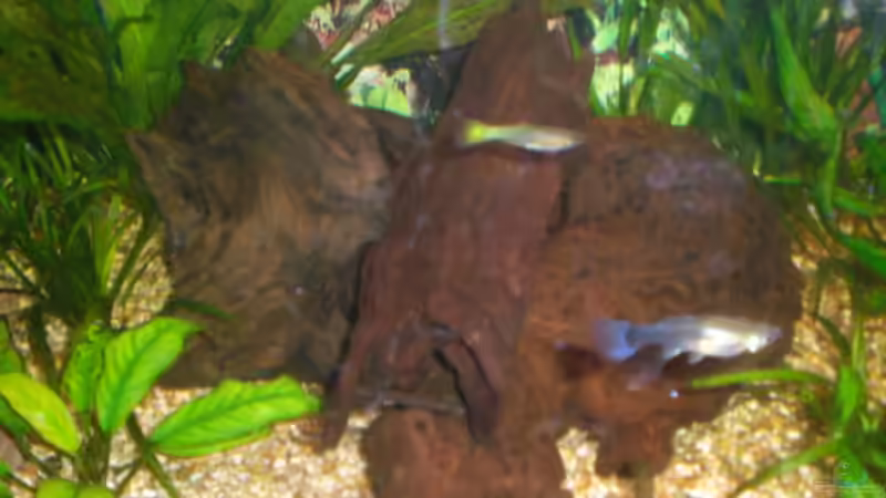 Dekoration im Aquarium Spirit of Inspiration! von ActionJackson (21)