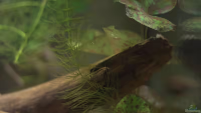 Dekoration im Aquarium Spirit of West Africa/ nur noch Beispiel von Didi (24)