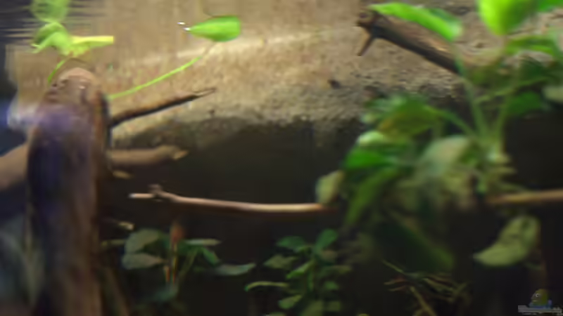 Dekoration im Aquarium Spirit of West Africa/ nur noch Beispiel von Didi (26)