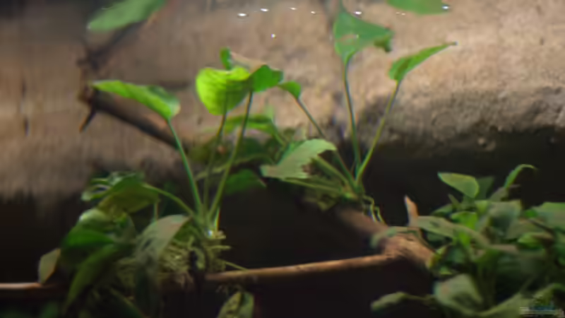 Dekoration im Aquarium Spirit of West Africa/ nur noch Beispiel von Didi (27)