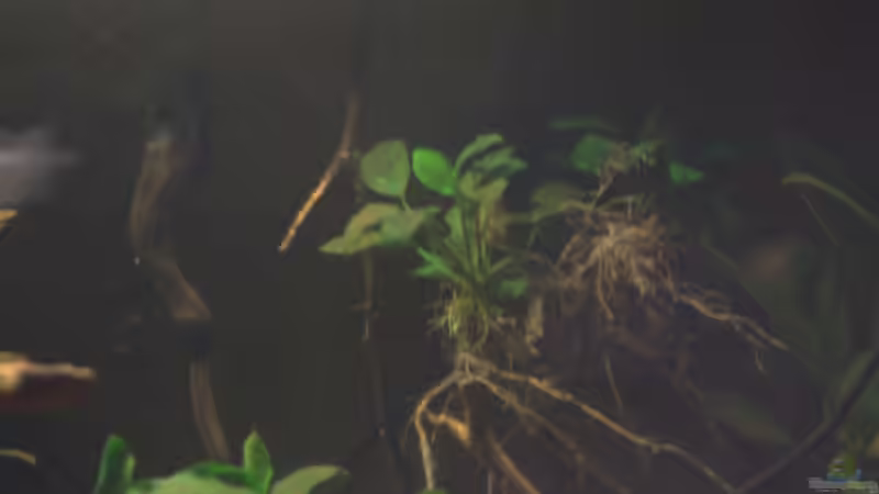 Dekoration im Aquarium Spirit of West Africa/ nur noch Beispiel von Didi (31)