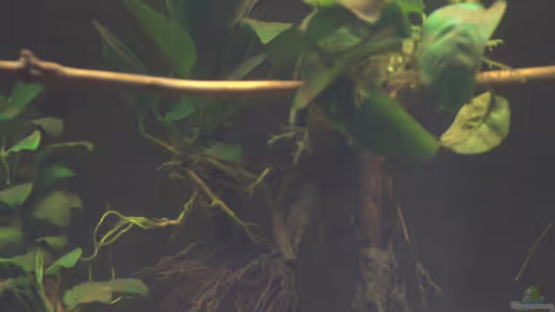 Dekoration im Aquarium Spirit of West Africa/ nur noch Beispiel von Didi (32)