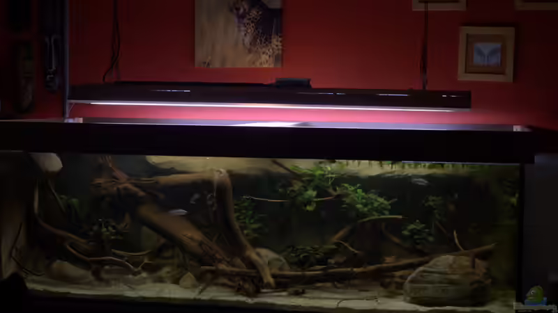 Dekoration im Aquarium Spirit of West Africa/ nur noch Beispiel von Didi (37)
