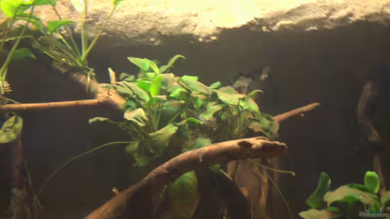 Dekoration im Aquarium Spirit of West Africa/ nur noch Beispiel von Didi (39)